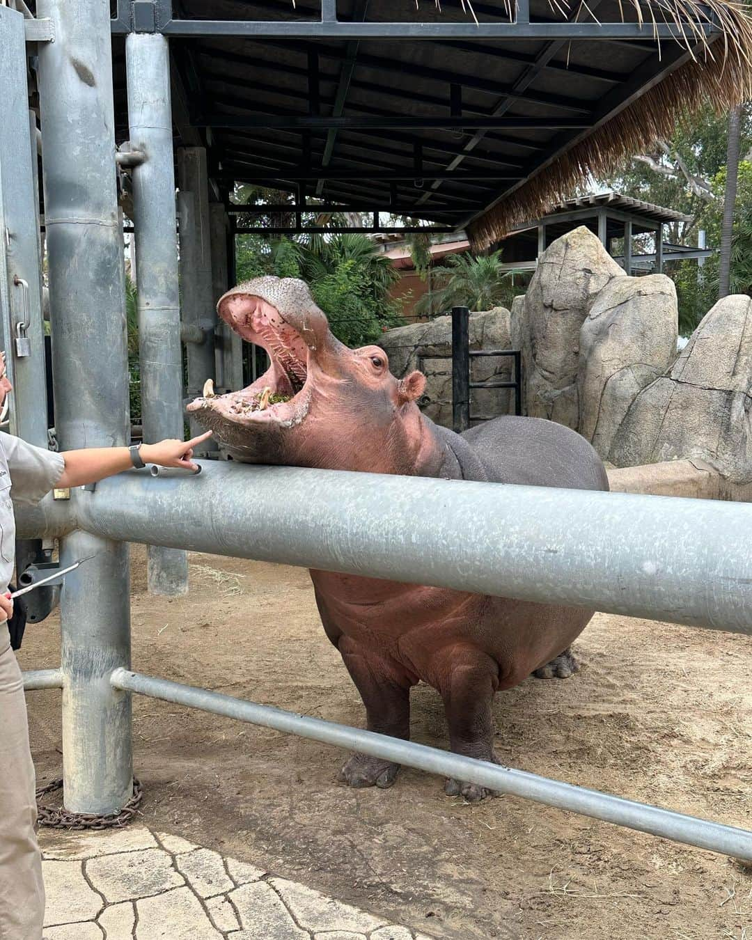 マイケル・フェルプスさんのインスタグラム写真 - (マイケル・フェルプスInstagram)「100 acres and over 12000 rare and endangered animals @sandiegozoo …. Do you think we covered all of em today?!? 🦛🦒🦁🐆🐻」8月12日 7時40分 - m_phelps00