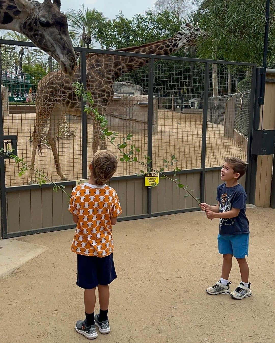 マイケル・フェルプスさんのインスタグラム写真 - (マイケル・フェルプスInstagram)「100 acres and over 12000 rare and endangered animals @sandiegozoo …. Do you think we covered all of em today?!? 🦛🦒🦁🐆🐻」8月12日 7時40分 - m_phelps00