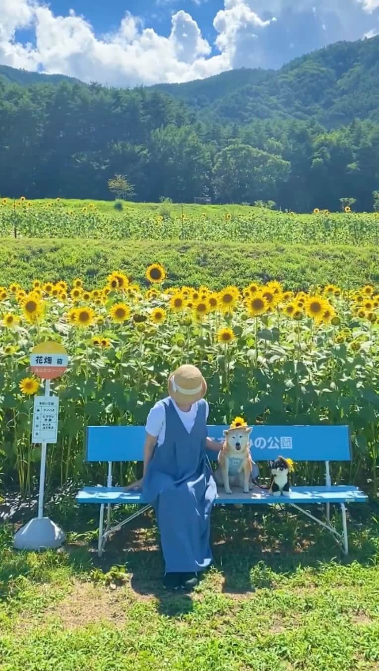 柴犬 けんしろう ゆりあのインスタグラム：「🌻🐶  ひまわりのバス停で 並んで座ってバス待ち🚌🌻  けんちゃんが小さくなったので お世話係→ゆりあ→けんちゃん の、順になりました🌻  けんちゃんお盆だよー！ バスでも新幹線でも飛行機でも 交通費こっちで払うから笑 今年も帰ってきてね、待ってるよ🌻  #ひまわり #sunflower  #国営アルプスあづみの公園  #安曇野 #安曇野市」