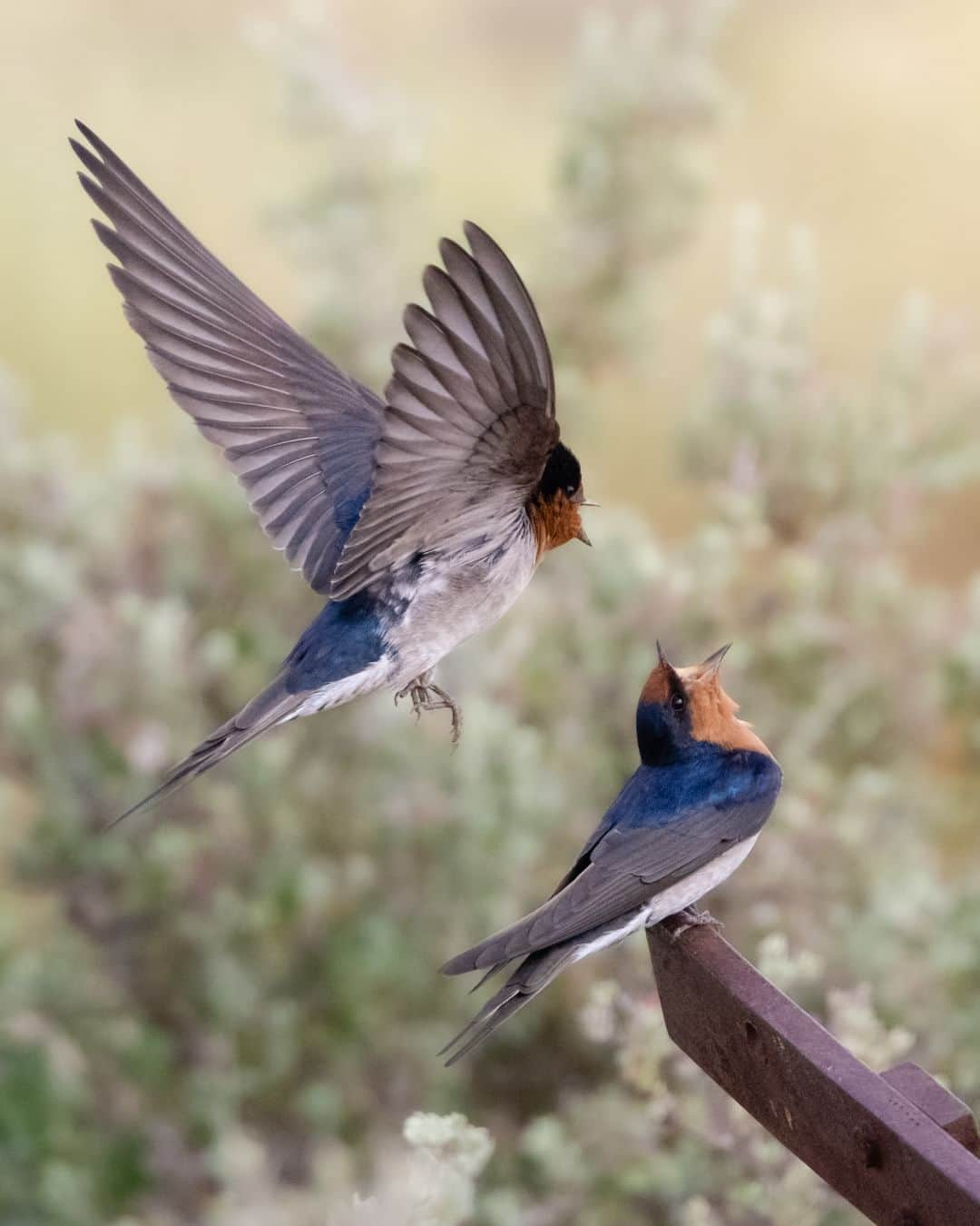 Nikon Australiaさんのインスタグラム写真 - (Nikon AustraliaInstagram)「Getting creative with images is second nature to @mandysmithphoto and the subject detection capabilities of the Z 9 certainly make it a breeze.  "My favourite feature I love about the Z 9 is its fast and accurate Autofocus. With its face detection and eye autofocus, I have found it picks them up even in some darker situations.  It's been so helpful when I am out photographing birds as well. When I switch to Animal AF, I am able to get amazingly sharp images because it can pick up the bird's eye which was one of the main reasons I had to get my hands on one."  Photos by @mandysmithphoto  Captured on the Z 9  #Nikon #NikonAustralia #MyNikonLife #NIKKOR #NikonZ9 #Z9 #BirdPhotography #WildlifePhotography #Australia」8月12日 9時30分 - nikonaustralia