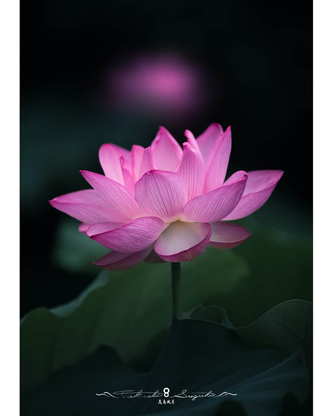 花の写真館のインスタグラム：「Photo by Suzuki Takashi. https://www.facebook.com/takashi.suzuki.7739814 . 本アカウントは、 #私の花の写真 をつけてInstagramに投稿された皆さまの花の写真や、「花の写真館」Facebookページで投稿された花の写真を紹介します。 「花の写真館」Facebookページは、「 @floral.photograph 」のプロフィールにあるURLからご覧ください。 . ※各種法令、マナー、関係者の指示に従った撮影をお願いします。 *Please ensure that your photography adheres to all relevant laws, etiquette, and instructions issued by authorized persons. ※本アカウントは東京カメラ部がFacebook、Instagramのサービスを利用して運営しているもので、Meta社・Instagramとは一切関係ありません。 . #花の写真館 #floralphotograph #floralphoto #flower #flowers Follow: @floral.photograph」