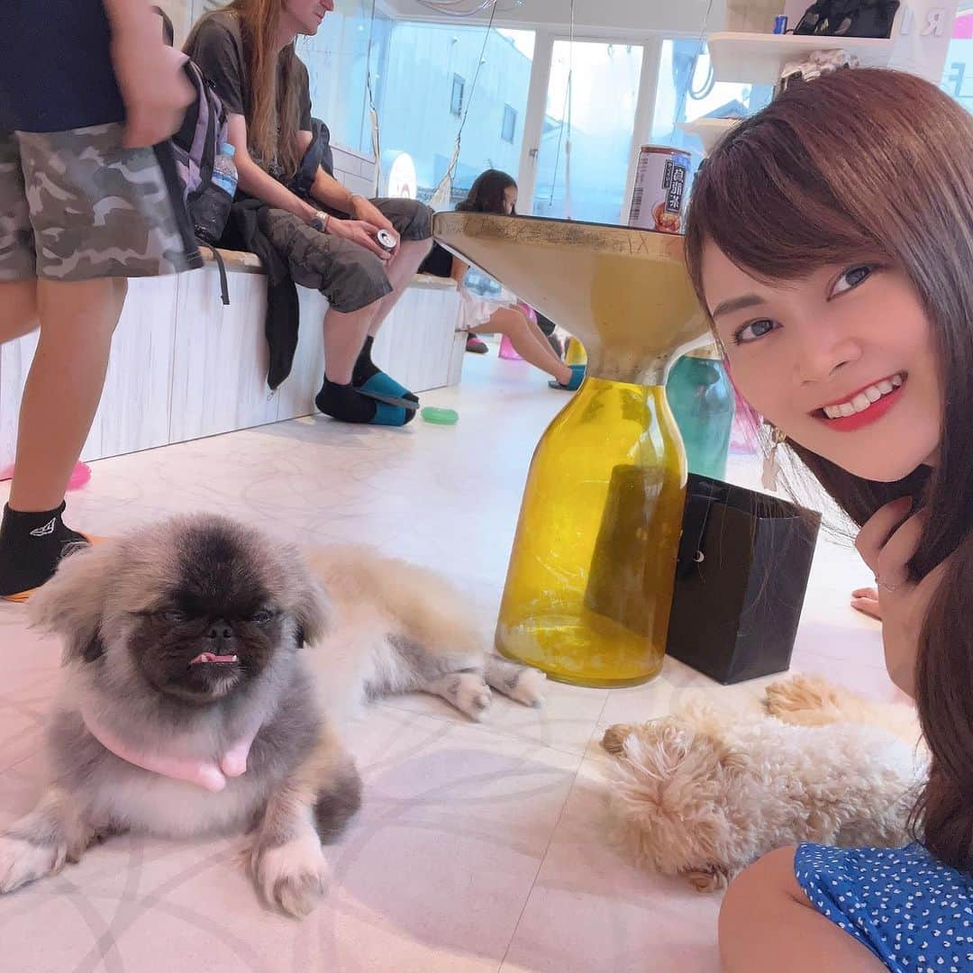 野本愛のインスタグラム：「愛犬ひめちゃんが亡くなってから ずっとペットロスで 毎日寂しいし悲しいので 犬カフェ @puppycaferio に行ってきました🥰🥰  まだ新しい犬を飼う気持ちにはなれないけど すごく可愛くて癒されました🩷🩷  動物が大好きなので幸せな時間でした❣️  ひめはダックスだったので やっぱりダックスを触ると思い出して 愛おしくなるし 他の犬種はあまり触ったことなかったので また違う可愛さがありました💕💕  動物がいない生活は 本当につまらないので たまに犬カフェに 行こうと思います🥰🥰  #犬カフェ #犬カフェrio #原宿カフェ #竹下通り #犬好き #ドッグカフェ #動物カフェ #ペットロス #ペットロス乗り越え中 #ミニチュアダックスフンド #ペキニーズ #豆柴子犬 #チワワ #プードル #ポメラニアン #癒しの空間 #癒しの時間 #harajyuku」