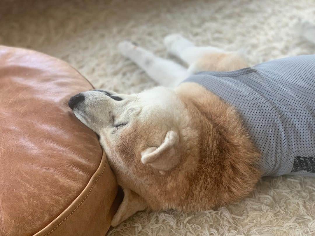 OKAのインスタグラム：「朝6時から元気に動きまわっていたどんべえ、やっとお昼寝。 #どんべえ17歳」