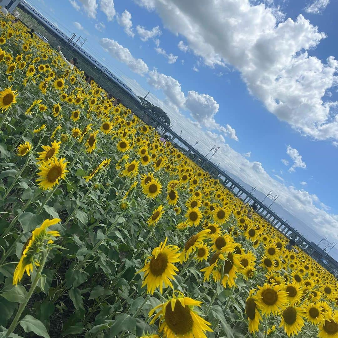 有馬綾香さんのインスタグラム写真 - (有馬綾香Instagram)「ひまわり畑🌻  新幹線とひまわりのコラボ頑張って撮りました🫶」8月12日 12時39分 - ayakaarima