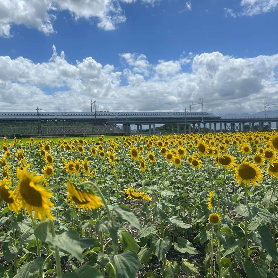 有馬綾香さんのインスタグラム写真 - (有馬綾香Instagram)「ひまわり畑🌻  新幹線とひまわりのコラボ頑張って撮りました🫶」8月12日 12時39分 - ayakaarima