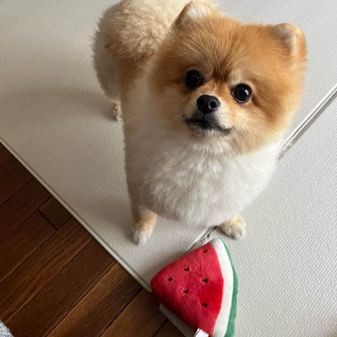 滝菜月のインスタグラム：「気づけば投稿1ヶ月もご無沙汰でした。 暑くてなかなか外に出られないですが 母子犬共に元気に過ごしてます🫠✨ ⁡ #スイカ食べたい🍉」