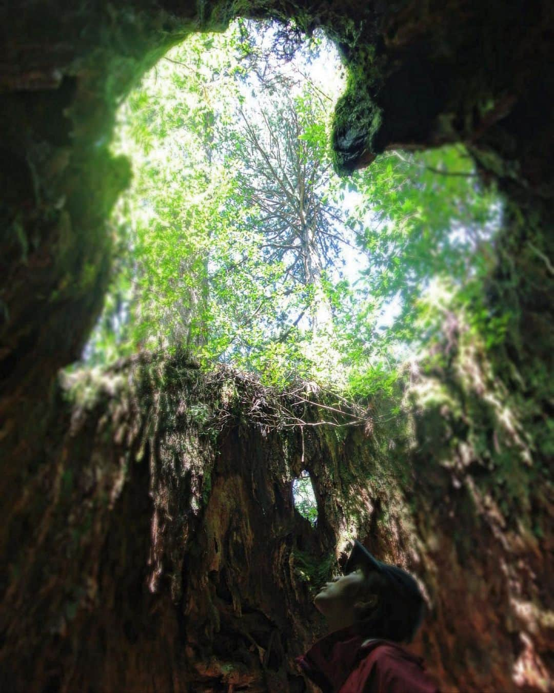 渡辺由布子のインスタグラム：「⛰️  昔のカメラから出て来た写真たち🫶  この当時、早朝4時起きでホテルを出発。 自己最高記録の往復7時間半で登り切って、 カメラ向けられたら余裕のヨガポーズ。 きっと体力有り余っていたんだろうなぁ、あの頃は。  いつかまた挑みたい、屋久島。  📷 by @yoshihiro_kikuchi  その節は大変お世話になりました！  #山の日 #811 #山ガール #パワースポット #mountain #trecking #hiking #yogaeverywhere #bucketlist #💚 #⛰   🏷️ 屋久島 📍 @yakushima_official  🗾 #Yakushima (#屋久島 ) #Kagoshima (#鹿児島 ) 🌏 #🇯🇵 #Japan (#日本 )」