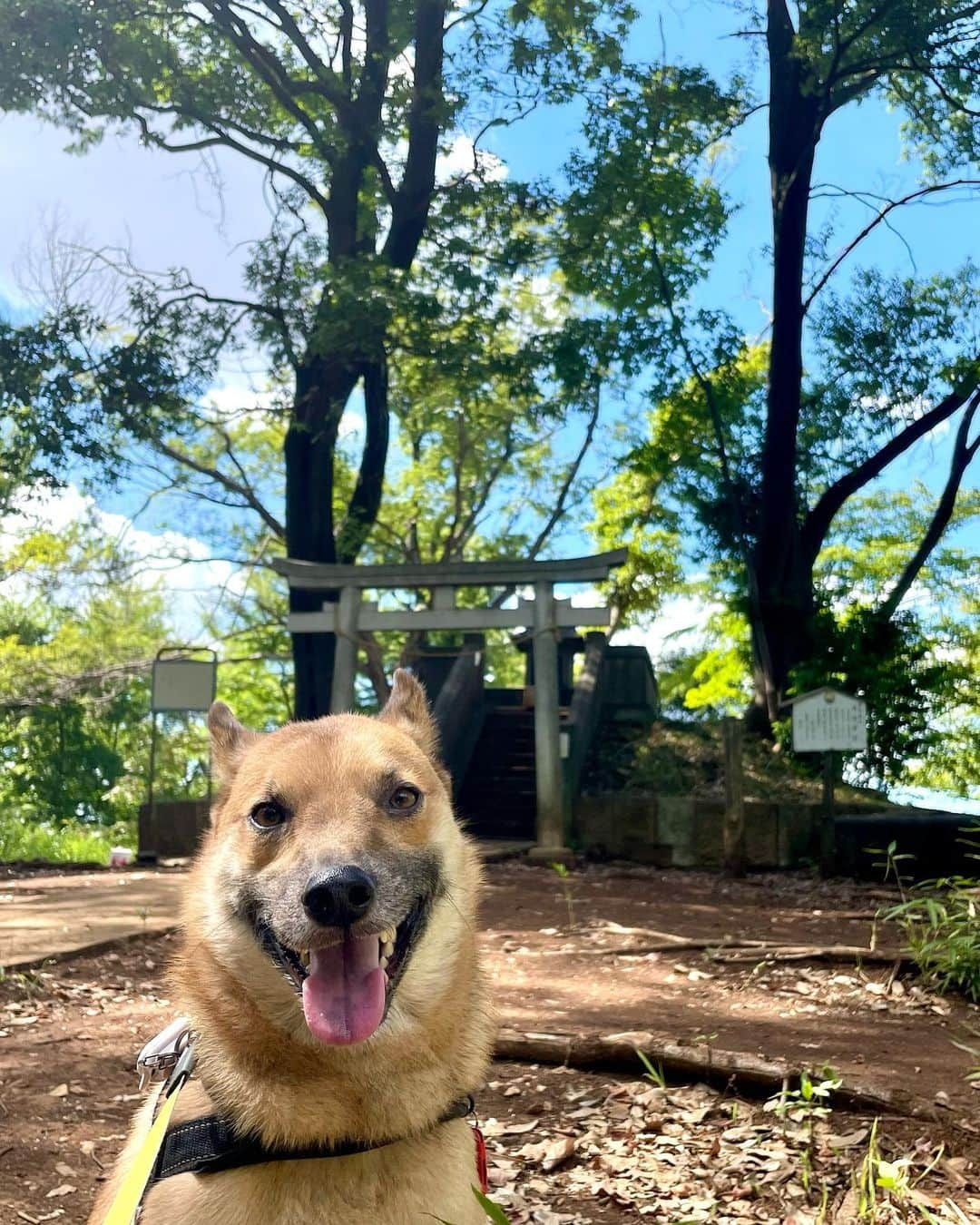 佐々木海さんのインスタグラム写真 - (佐々木海Instagram)「近所の小さな山で一緒に探検🐾 ほぼ日陰で高低差ないのに私の汗と息切れがやばかった🫠  #犬 #イヌ #イヌスタグラム #いぬすたぐらむ #犬バカ部 #いぬばか部 #ふわもこ部 #いぬら部 #犬のいる暮らし #保護犬 #元野犬 #雑種 #雑種犬 #ビビり犬 #里親 #保護犬を家族に #保護犬を飼おう #殺処分ゼロ #dogstagram #rescuedog #rescueddog」8月12日 13時54分 - umi_carnelian