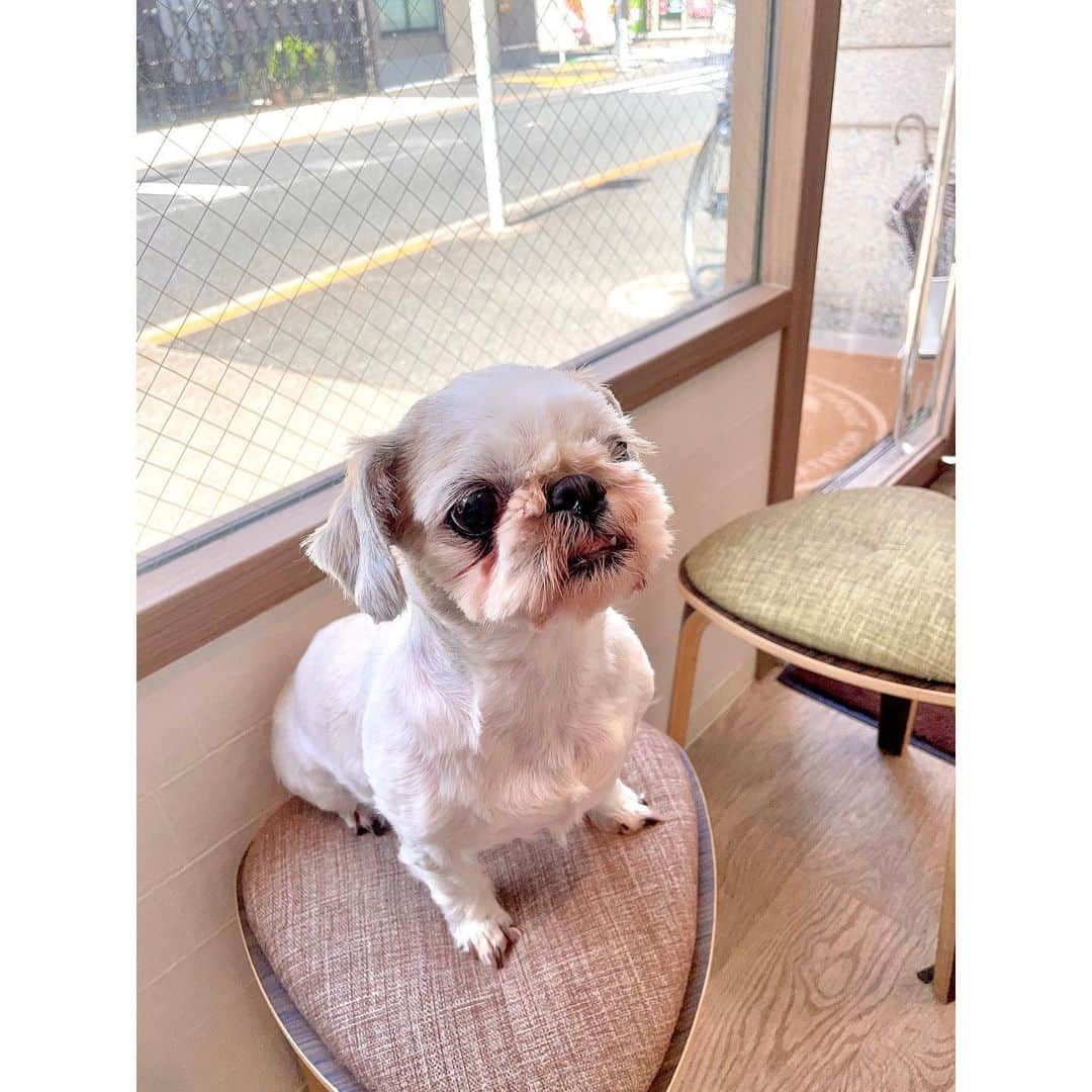 水沢史絵のインスタグラム：「こんぶちゃん病院いってきた💉 病院だとおりこう！   #shihtzu  #シーズー  #こんぶちゃん」