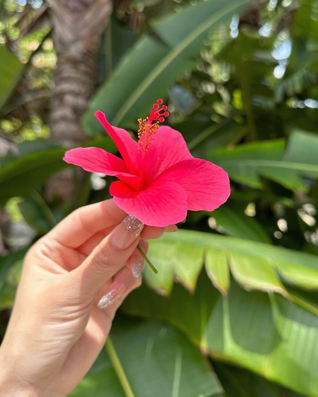 MIYUのインスタグラム：「🌺」
