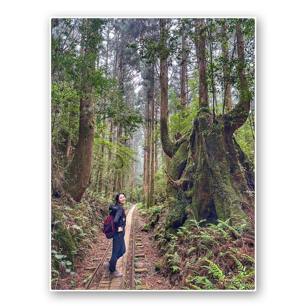 宇田恵菜のインスタグラム：「Yakushima Jomonsugi Trip ずーっと行きたかった縄文杉。 朝3時30分とかに起床してバスに乗り、自然舘からバスに乗って麓へ。  そこからただひたすらに、歩いて歩いて歩くトロッコ道。  台風上陸数日前で、この次の日から閉山の影響で、かなりすいていて、しかも天気も良く、晴れ間が続いていた。  木と苔の緑が美しくて、伸びて太いパワーを目と気で感じながら、ひたすら歩く。 ------------------------------- #casting  #actress #shortfilm #キャスティング  #役者  #filmingcrew #filming #撮影中 #撮影クルー #leadactress #女優 #actresslife #スチール撮影 #黒髪 #blackhair 　#愛媛出身 #不動産女子 #japaneseactress  #屋久島旅　#屋久島観光　#縄文杉」