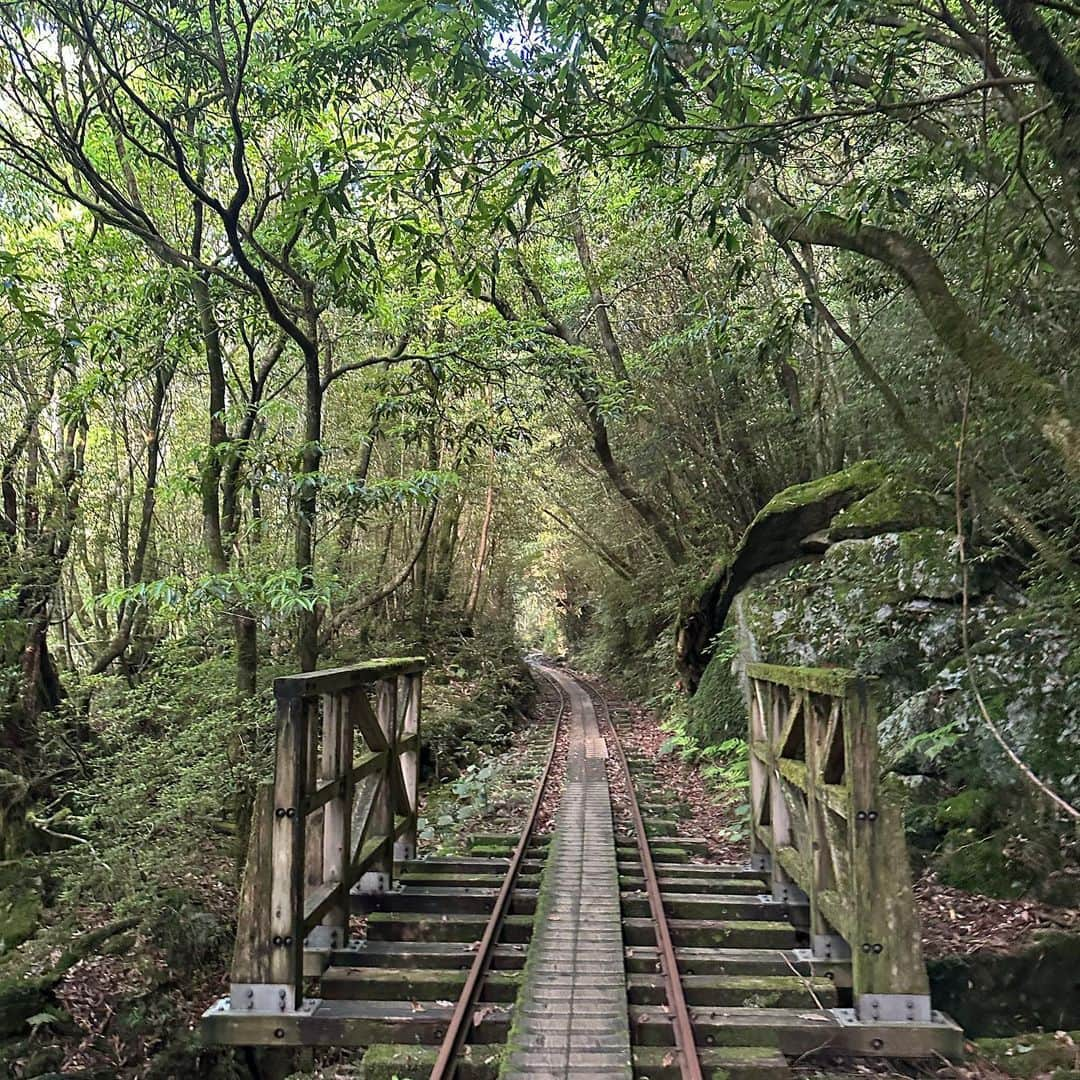 宇田恵菜さんのインスタグラム写真 - (宇田恵菜Instagram)「Yakushima Jomonsugi Trip ずーっと行きたかった縄文杉。 朝3時30分とかに起床してバスに乗り、自然舘からバスに乗って麓へ。  そこからただひたすらに、歩いて歩いて歩くトロッコ道。  台風上陸数日前で、この次の日から閉山の影響で、かなりすいていて、しかも天気も良く、晴れ間が続いていた。  木と苔の緑が美しくて、伸びて太いパワーを目と気で感じながら、ひたすら歩く。 ------------------------------- #casting  #actress #shortfilm #キャスティング  #役者  #filmingcrew #filming #撮影中 #撮影クルー #leadactress #女優 #actresslife #スチール撮影 #黒髪 #blackhair 　#愛媛出身 #不動産女子 #japaneseactress  #屋久島旅　#屋久島観光　#縄文杉」8月12日 15時36分 - ena2727