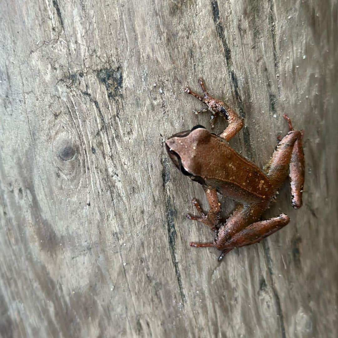 宇田恵菜さんのインスタグラム写真 - (宇田恵菜Instagram)「Yakushima Jomonsugi Trip ずーっと行きたかった縄文杉。 朝3時30分とかに起床してバスに乗り、自然舘からバスに乗って麓へ。  そこからただひたすらに、歩いて歩いて歩くトロッコ道。  台風上陸数日前で、この次の日から閉山の影響で、かなりすいていて、しかも天気も良く、晴れ間が続いていた。  木と苔の緑が美しくて、伸びて太いパワーを目と気で感じながら、ひたすら歩く。 ------------------------------- #casting  #actress #shortfilm #キャスティング  #役者  #filmingcrew #filming #撮影中 #撮影クルー #leadactress #女優 #actresslife #スチール撮影 #黒髪 #blackhair 　#愛媛出身 #不動産女子 #japaneseactress  #屋久島旅　#屋久島観光　#縄文杉」8月12日 15時36分 - ena2727