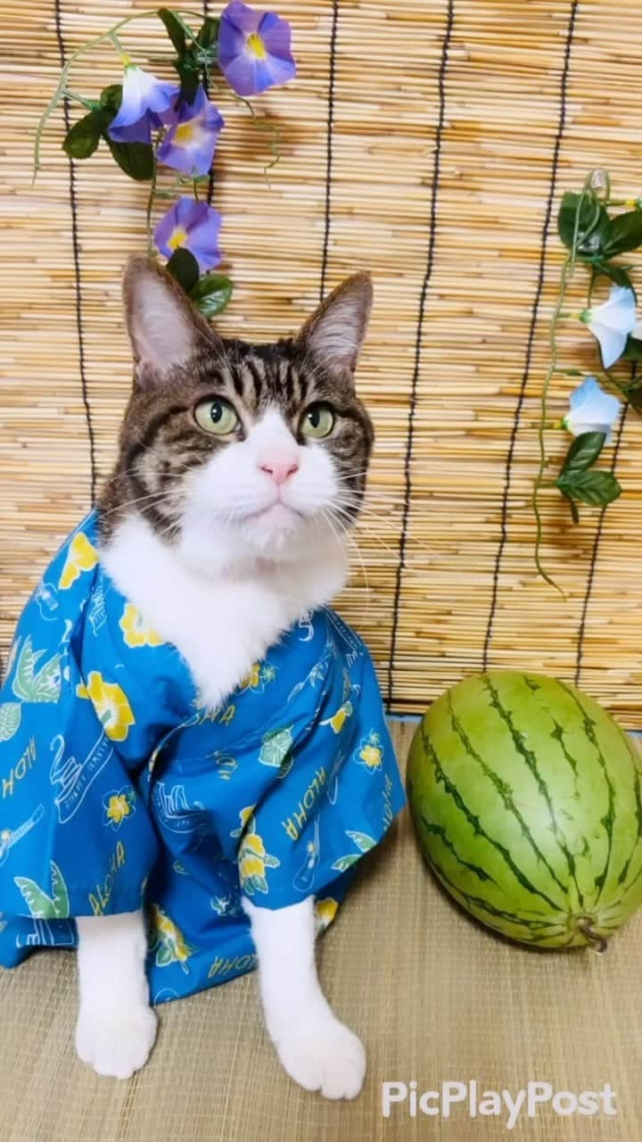 マロのインスタグラム：「🍉残暑お見舞い申し上げますニャン(=^x^=)🍉 ✴︎ Have a good rest of the summer❣️ ✴︎ 猛暑日が続いているので、熱中症に気をつけてニャン☀️ Please take care of yourself🍀 ✴︎ #cat#catsofinstagram#sweetcatclub#summer  #japaneseculture#ねこ#ねこ部#ふわもこ部#猫 #夏#残暑#すいか#保護猫#夏休み#猫のいる生活」