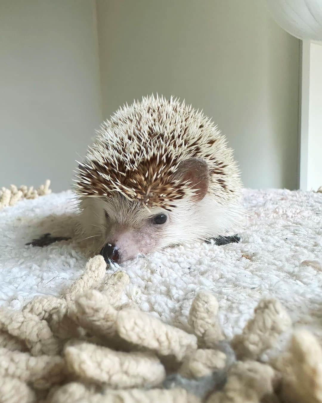 fumikaのインスタグラム：「⁡ ⁡ お疲れのご様子🦔 ⁡ #hedgehog #ハリネズミ #たわおくん」