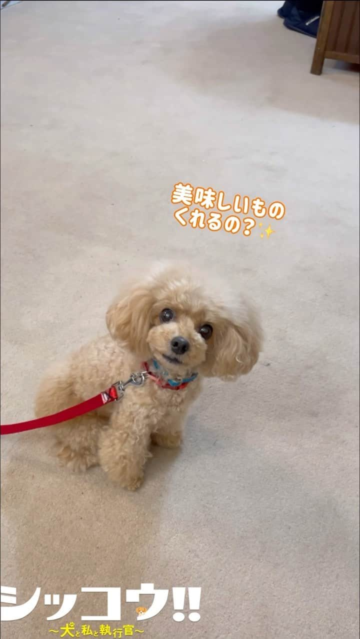 シッコウ!!〜犬と私と執行官〜のインスタグラム：「🐶 5話に登場したマリンちゃん🐾 ⁡ 特技を見せてくれました🧡 様子を伺う瞳がかわいすぎます… ⁡ マリンちゃんの素晴らしい演技は 見逃し配信で🐩！ ⁡ #シッコウ!! #第6話 #8月15日火曜よる9時」