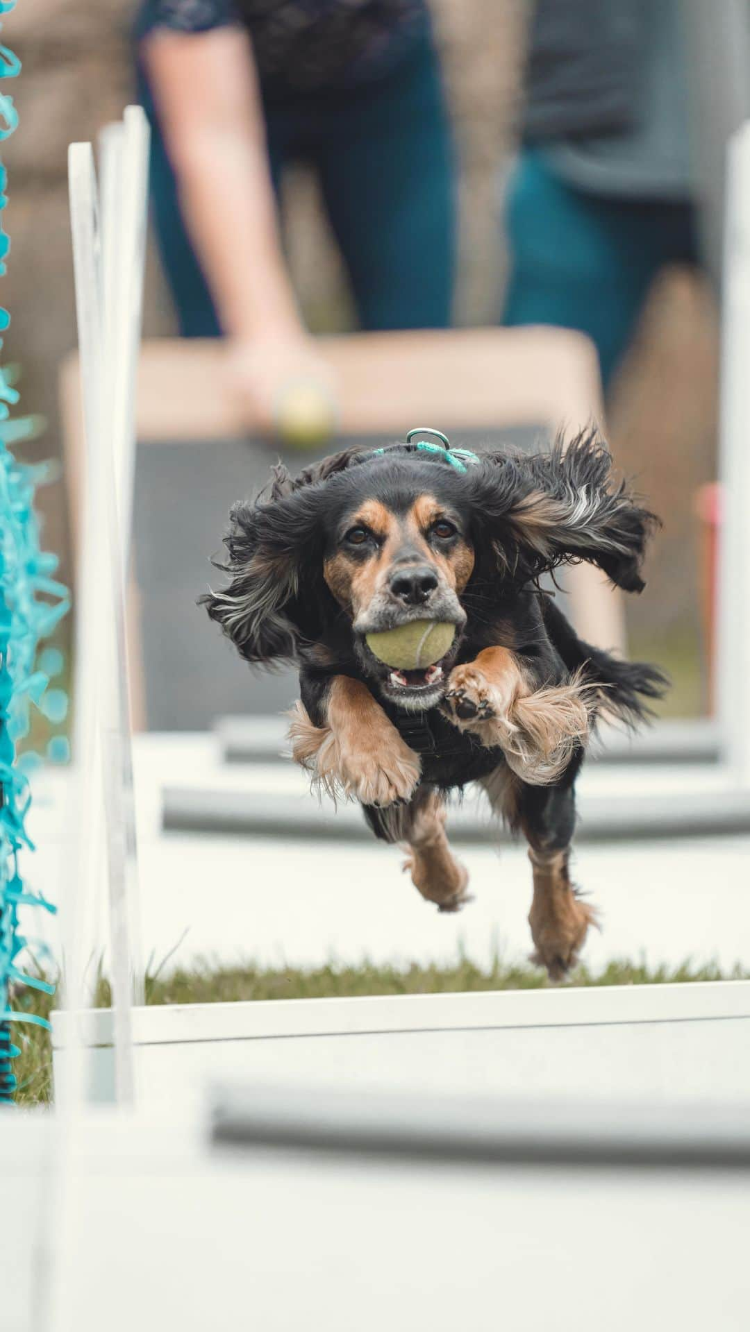 ハンナ・ミレイのインスタグラム：「Under 1 week to go before our first @bfa_flyball national champs! Feels weird, last time I was at a British champs event was 2 years ago for swimming now it’s a completely different sport!  Since retiring from competitive swimming flyball has been a wonderful transition. Watching Poppy and Mylo fall in love with the sport, getting to compete with them has given us the outlet we didn’t realise we needed!  Can’t wait to compete with our team @findonflyball   Let’s go! 💪🐶🐶🎾  #dogsport #flyball #britishchampionships #racing #letsgo」