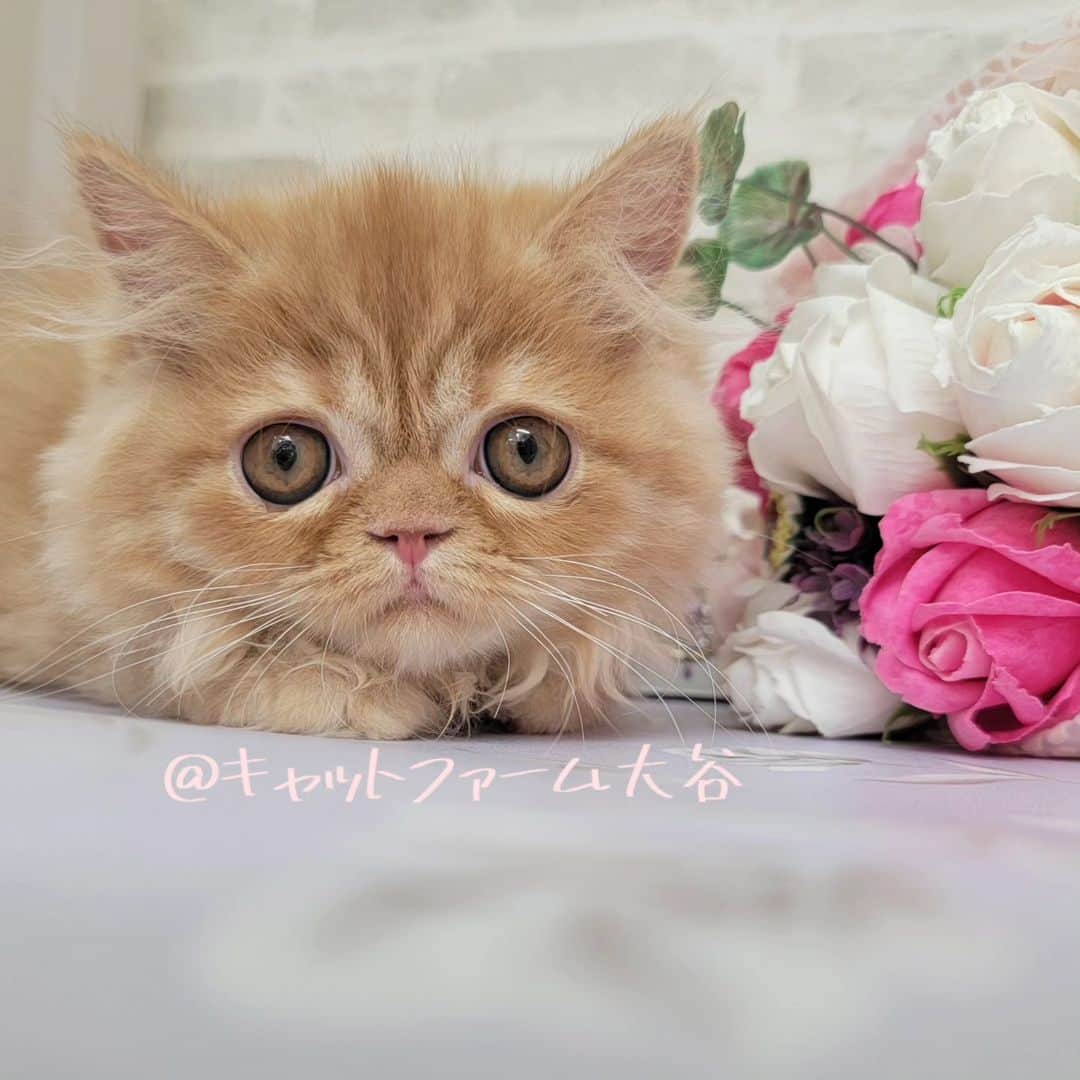 マンチカン(munchkin)キャットファーム大谷のインスタグラム：「✨No.2556✨ おめめくりくりにゃんこちゃん❤️ ﾟ+*:;;:*　*:;;:*+ﾟ　ﾟ+*:;;:*　*:;;:*+ﾟ  お店は、月・木曜日が定休日です。 現在、完全予約制になっておりますので ご来店される際はお店へお電話かメールにてご連絡くださいませ🙇‍♀️  お待ちしております🎵  ﾟ+*:;;:*　*:;;:*+ﾟ　ﾟ+*:;;:*　*:;;:*+ﾟ #キャットファーム大谷#まんちかん#マンチカン#サイベリアン#ネコ#こねこ#にゃんこ#猫ちゃん#ねこ部#ニャンスタグラム#猫#ねこ#子猫#モフモフ#モフモフねこ#ミヌエット#短足#ねこすたぐらむ#愛猫#かわいい#ふわもこ部#猫のいる暮らし#マンチカンブリーダー#ミヌエットブリーダー#cat#catsgram」