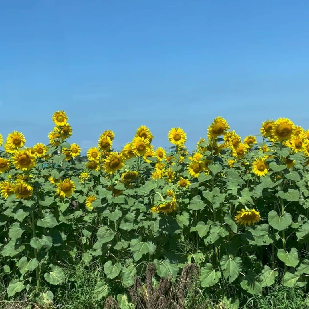 野宮真貴のインスタグラム：「mon week-end🌻」
