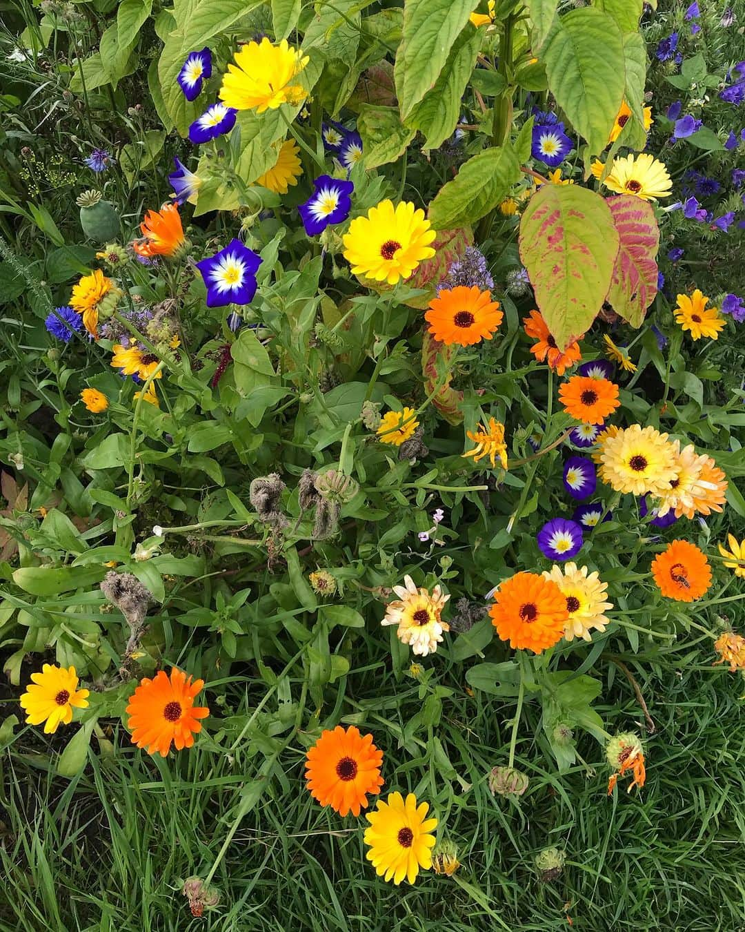 Meganさんのインスタグラム写真 - (MeganInstagram)「Summer allotments 🌼🥕🍅 . . . . #bruton #somerset #allotmentlife #allotment #allotmentgarden #flowers」8月12日 17時51分 - zanzan_domus