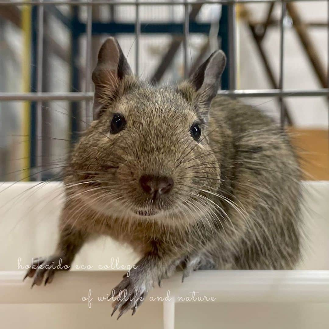 hokkaidoecoのインスタグラム：「笑ってるみたい🐀  #北海道エコ #動物 #専門学校 #動物専門学校 #動物好きな人と繋がりたい #北海道エコ動物自然専門学校 #動物のいる暮らし #animals #animalphotography #でぐー  #でぐーのいる暮らし  #でぐー好きと繋がりたい  #でぐーってなんでこんなかわいいの  #でぐーの可愛さをひろめたい  #デグーのいる生活  #デグー #天竺鼠 #octodondegus  #degus」