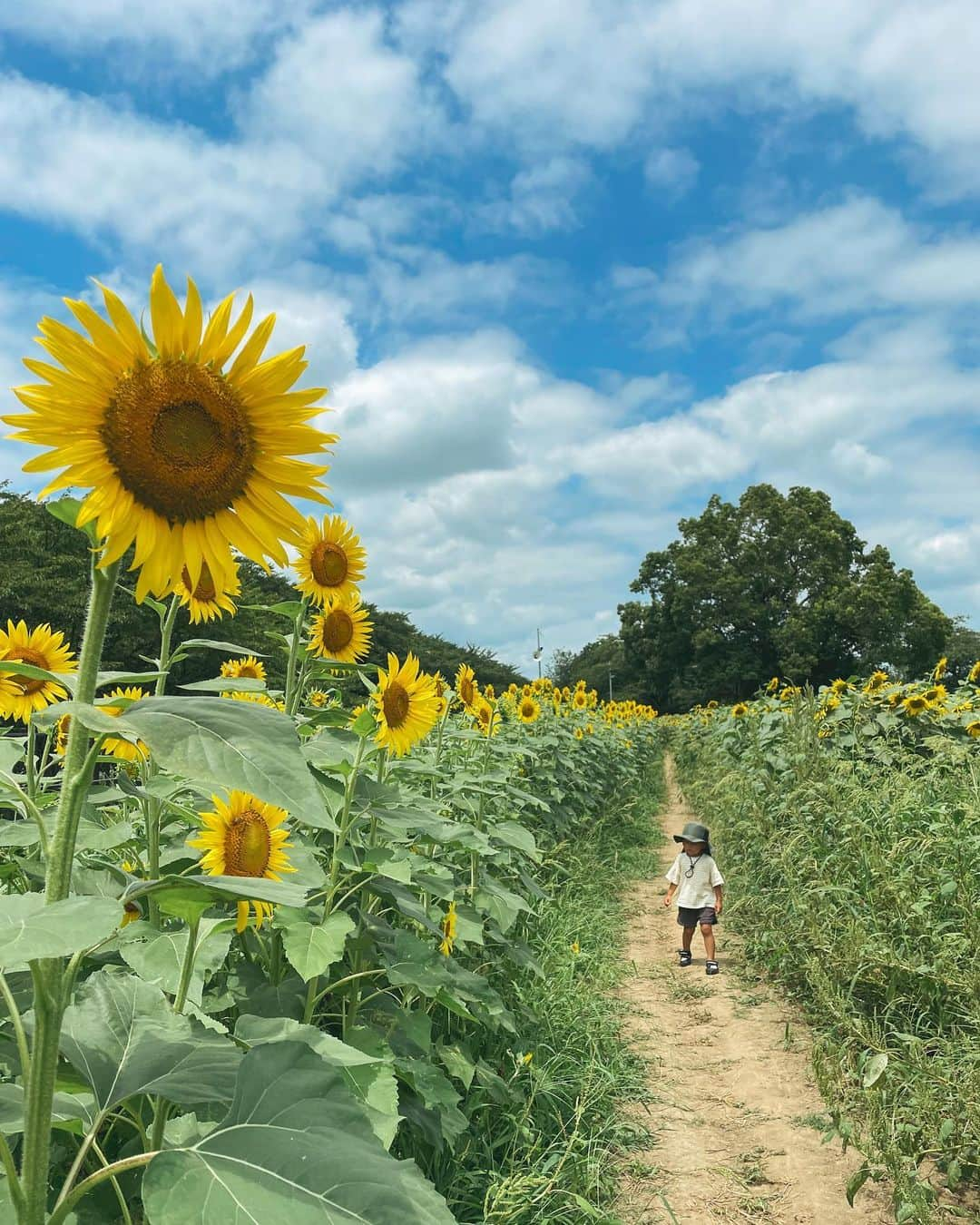 KEINA HIGASHIDEさんのインスタグラム写真 - (KEINA HIGASHIDEInstagram)「地元の幸手にある権現堂が 夏はひまわり畑になっていた🌻 ひまわり畑はサッと楽しみ 桜の木陰に移動すれば涼しくて 過ごしやすいですよー  ▼県営権現堂公園 埼玉県幸手市大字内国府間887番地3 駐車場利用時間：4月～9月：午前8時30分～午後7時。10月～2月：午前8時30分～午後5時。 3月：午前8時30分～午後6時  #てくてく埼玉 #埼玉観光 #ひまわり #ひまわり畑 #権現堂 #幸手」8月12日 18時36分 - keina_higashide