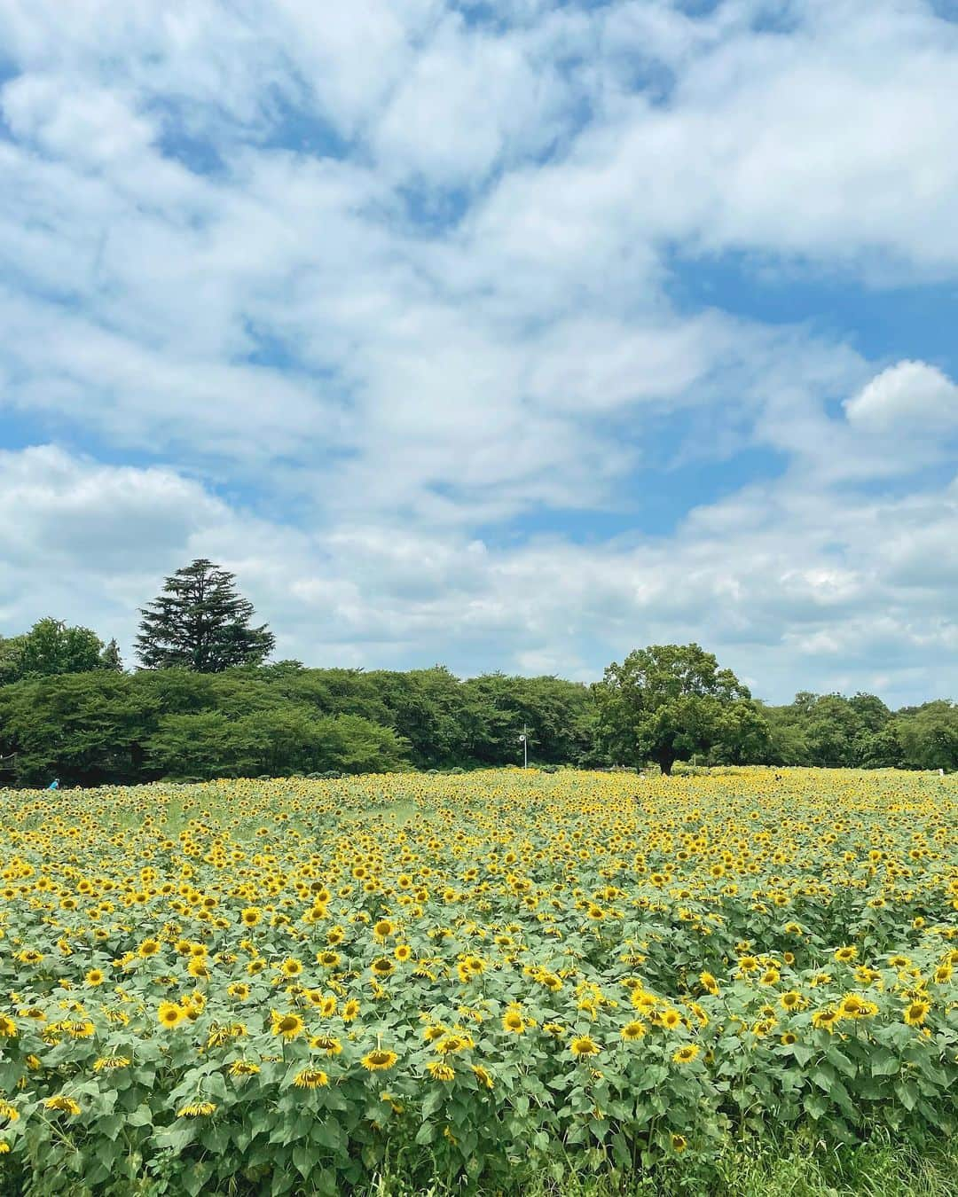 KEINA HIGASHIDEさんのインスタグラム写真 - (KEINA HIGASHIDEInstagram)「地元の幸手にある権現堂が 夏はひまわり畑になっていた🌻 ひまわり畑はサッと楽しみ 桜の木陰に移動すれば涼しくて 過ごしやすいですよー  ▼県営権現堂公園 埼玉県幸手市大字内国府間887番地3 駐車場利用時間：4月～9月：午前8時30分～午後7時。10月～2月：午前8時30分～午後5時。 3月：午前8時30分～午後6時  #てくてく埼玉 #埼玉観光 #ひまわり #ひまわり畑 #権現堂 #幸手」8月12日 18時36分 - keina_higashide