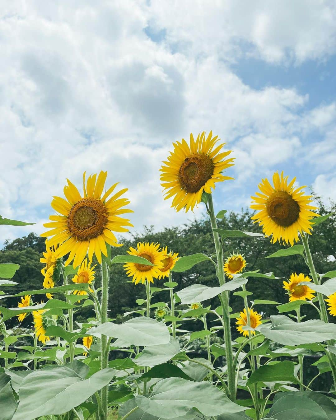 KEINA HIGASHIDEさんのインスタグラム写真 - (KEINA HIGASHIDEInstagram)「地元の幸手にある権現堂が 夏はひまわり畑になっていた🌻 ひまわり畑はサッと楽しみ 桜の木陰に移動すれば涼しくて 過ごしやすいですよー  ▼県営権現堂公園 埼玉県幸手市大字内国府間887番地3 駐車場利用時間：4月～9月：午前8時30分～午後7時。10月～2月：午前8時30分～午後5時。 3月：午前8時30分～午後6時  #てくてく埼玉 #埼玉観光 #ひまわり #ひまわり畑 #権現堂 #幸手」8月12日 18時36分 - keina_higashide