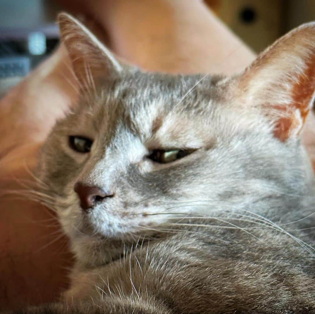 モアレ & クリエさんのインスタグラム写真 - (モアレ & クリエInstagram)「ガチリラックスモードだと超ブサイクリエになってしまうのです🫣  #モアクリ #moacrie #ねこ #猫 #cat #catsagram #ねこすたぐらむ #にゃんすたぐらむ #猫のいる暮らし #ねこのいる生活」8月12日 18時47分 - moacrie
