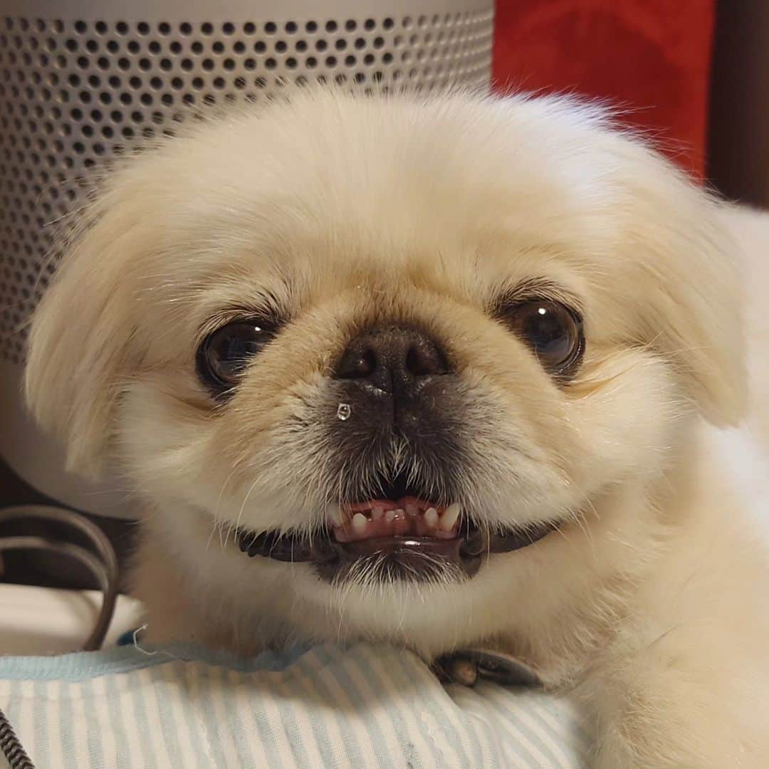 Kukkaのインスタグラム：「かわいすぎた #ペキニーズ」