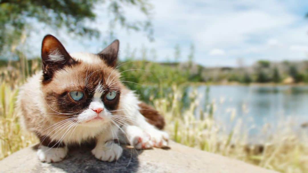 のインスタグラム：「Just another awful #Caturday」