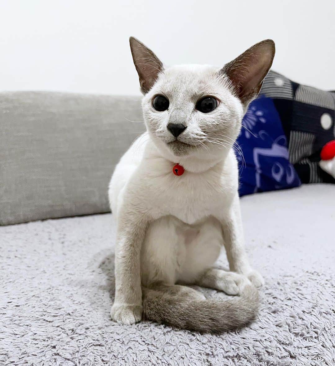 来栖あつこさんのインスタグラム写真 - (来栖あつこInstagram)「🐈🐈🐈ルル日記🐈🐈🐈  座り方の癖、 また強くなりました。  #犬猫共存 #猫 #catstagram #chat #gatto #gato #ねこ #Katze #kurusururu #cat #RussianBlue #ロシアンブルー #ブルーポイント」8月12日 21時09分 - atsukokurusu