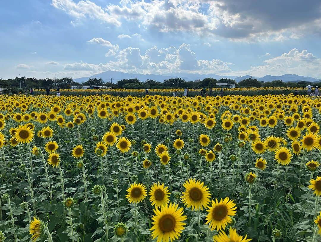 真矢さんのインスタグラム写真 - (真矢Instagram)「・ ・ 台風の影響があるかと思いきや意外と晴天続きで、お盆休み満喫しています🥳  旦那様の実家で花火大会〜BBQ〜帰ってきて、昨年フライングして拝めなかったヒマワリ畑へ🌻🌻🌻🌻  3本200円で切り取ってお持ち帰りOKだったので、旦那様に取ってきてもらいました🥳(草むらは虫がコワイ😇)  来週からまた出張三昧になるので、もうちょっと2人で連休のんびりしまーす😚🤟  ✴︎ ✴︎ #お盆休み #近場で楽しむ #近場で満喫 #帰省はずらします #台風はこれから #明日からは引きこもりかな #座間ひまわり畑」8月12日 21時18分 - smile_mayaya