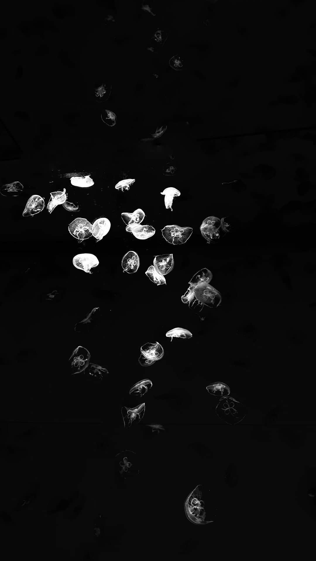 稲川千里のインスタグラム：「Aquarium🪼」