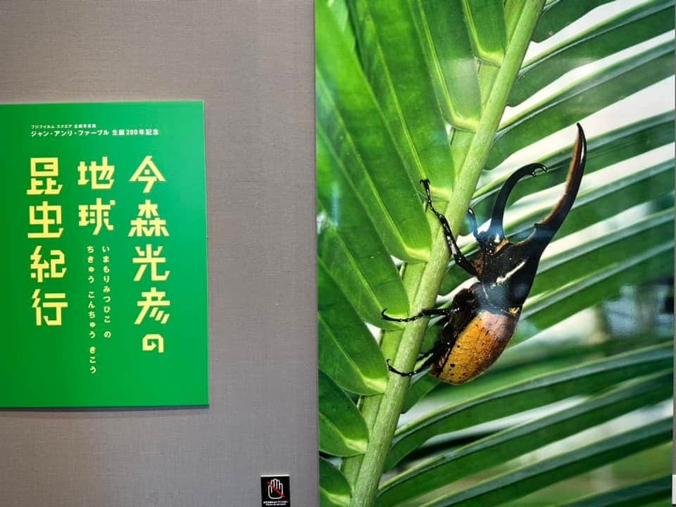 小谷あゆみさんのインスタグラム写真 - (小谷あゆみInstagram)「東京ミッドタウンで開催されている写真展 「今森光彦の地球昆虫紀行」とトークショーに行ってきました。 無料！ 今森さんといえば、里山の写真家だとわたしは思っていたのだが、昆虫写真の方がむしろ有名らしい。  今森光彦さんの名前を知ったのは、３０年近く前、ＮＨＫで里山を追うドキュメンタリーであった。  ブログに記事を書きました。  ＃フンコロガシ ＃糞ボール ＃虫の協調性 ＃昆虫の社会性 ＃滋賀県 ＃仰木の棚田 ＃環境農家 ＃里山の再生が主でコメは副産物」8月12日 22時16分 - vegeanaayu