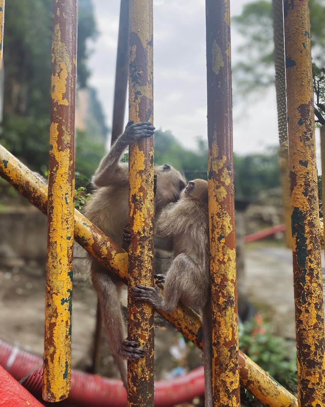 小塚源太さんのインスタグラム写真 - (小塚源太Instagram)「3年ぶりの🇲🇾 いちど訪れた場所や体験したコトをリピートするように 自分たちの足跡を巡る旅から海外再会。」8月12日 22時23分 - untlim