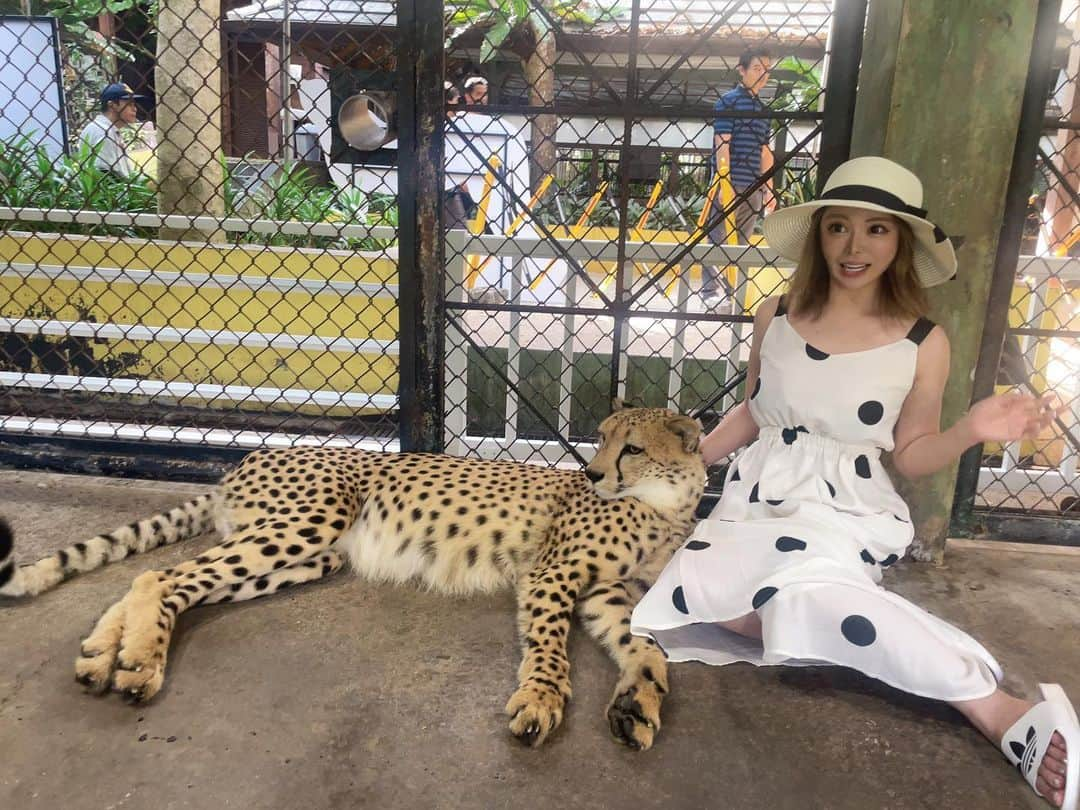 ゆいさんのインスタグラム写真 - (ゆいInstagram)「. . .  年越しPhuket🐯🐯  ヒョウ🐆と📸📸  はじめ怖くて顔引き攣ってる😟😟  もっかいいきたい💕 . . . #プーケット #プーケット旅行 #キングダム #ヒョウ #年越し #旅行 #海外旅行 #海外 #タイ #可愛い #パタンビーチ #phuket #thailand #tiger #travel」8月12日 23時13分 - yui.9797