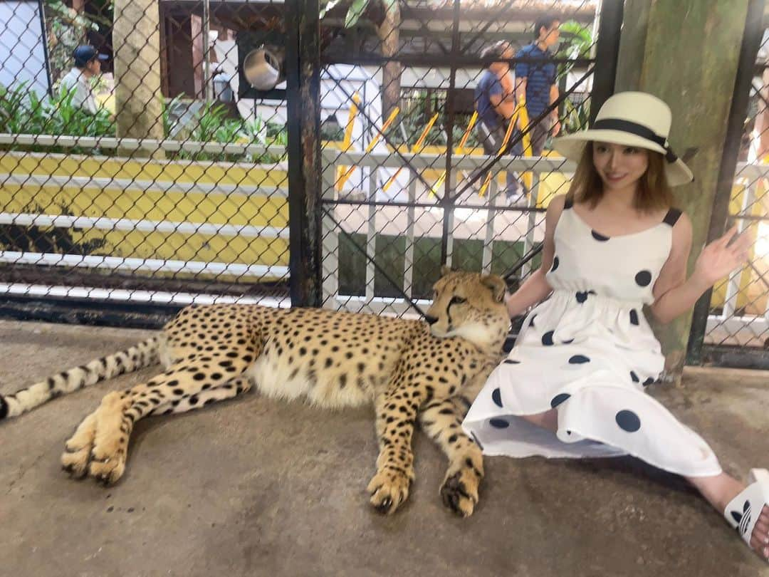 ゆいさんのインスタグラム写真 - (ゆいInstagram)「. . .  年越しPhuket🐯🐯  ヒョウ🐆と📸📸  はじめ怖くて顔引き攣ってる😟😟  もっかいいきたい💕 . . . #プーケット #プーケット旅行 #キングダム #ヒョウ #年越し #旅行 #海外旅行 #海外 #タイ #可愛い #パタンビーチ #phuket #thailand #tiger #travel」8月12日 23時13分 - yui.9797