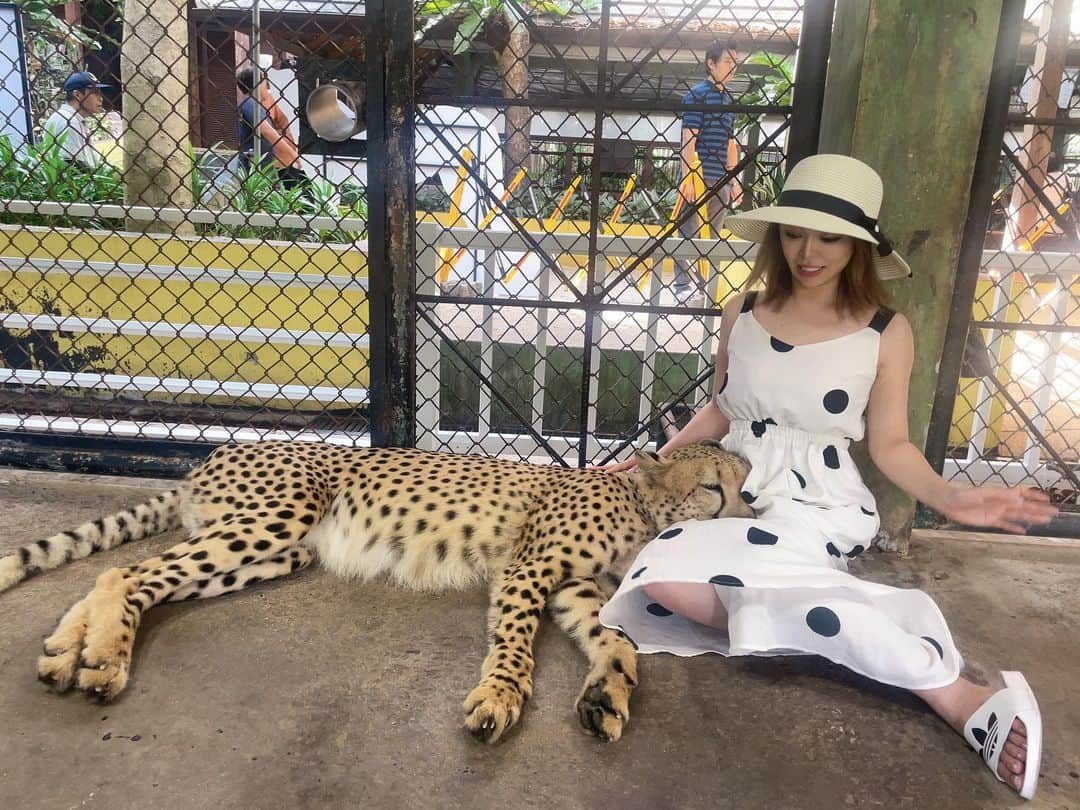 ゆいさんのインスタグラム写真 - (ゆいInstagram)「. . .  年越しPhuket🐯🐯  ヒョウ🐆と📸📸  はじめ怖くて顔引き攣ってる😟😟  もっかいいきたい💕 . . . #プーケット #プーケット旅行 #キングダム #ヒョウ #年越し #旅行 #海外旅行 #海外 #タイ #可愛い #パタンビーチ #phuket #thailand #tiger #travel」8月12日 23時13分 - yui.9797