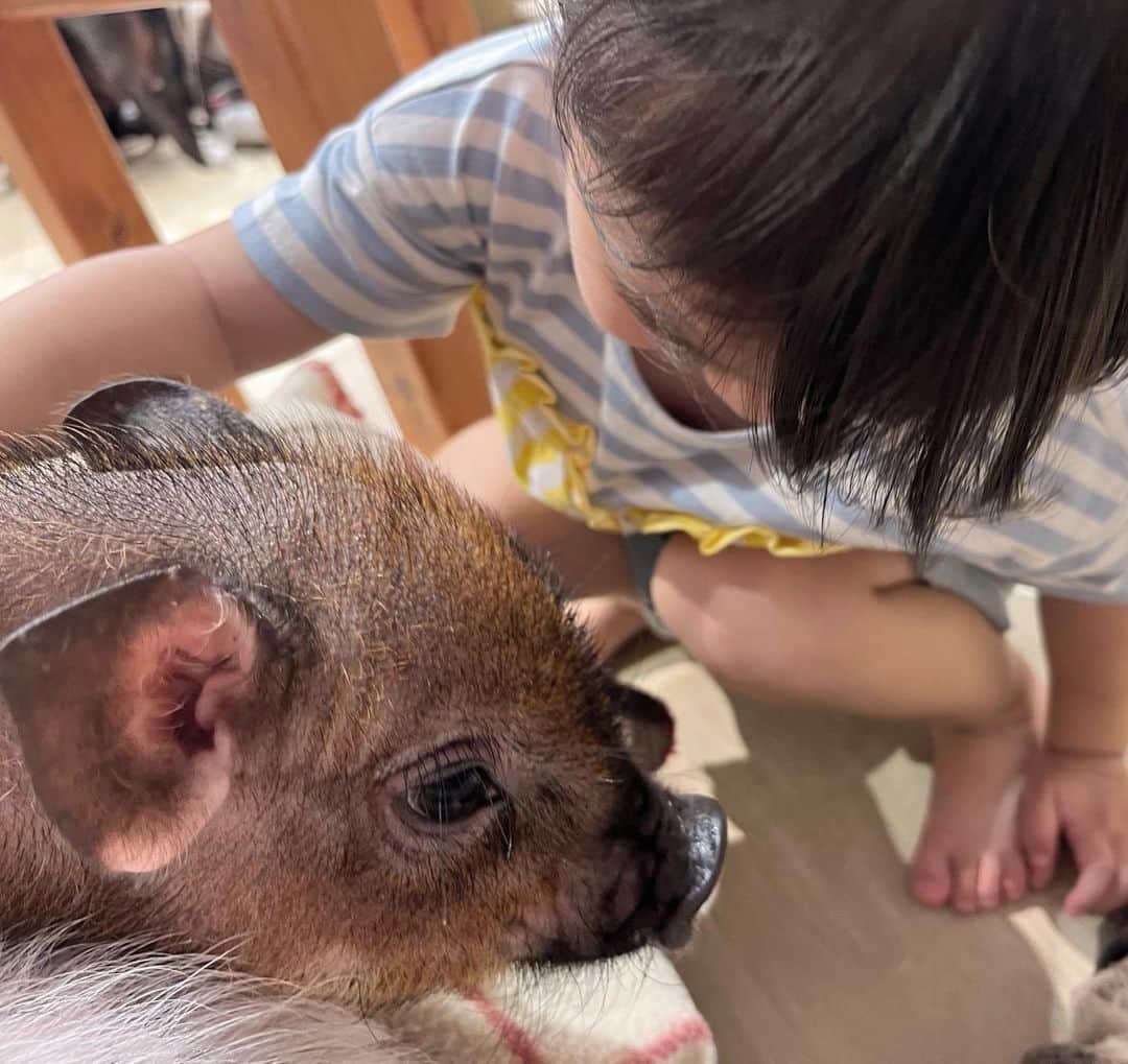 はやめいさんのインスタグラム写真 - (はやめいInstagram)「.  ぶたさんがたくさんいる カフェに行ってきました 🐖 ♡  ほんっとうにかわいくて かわいくて、、  動物さんがだいすきな 娘っち大喜びでした ᐡ• ·̫ •̥ᐡ ♡  @mipigcafe   また行くお約束をしました 👶🏻  #こども #こどものいる生活 #シングルマザー#シンママ#シンママライフ #こどものいる暮らし#キッズ #ママスタグラム#２歳6ヶ月 #むすめふく#プチプラコーデ #マイクロブタ#ミニブタ」8月12日 23時38分 - haya.mei