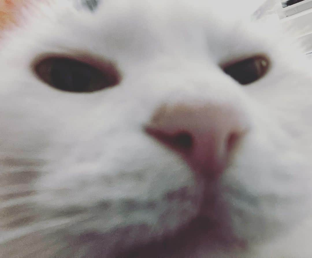 Siznaさんのインスタグラム写真 - (SiznaInstagram)「#dura #cat #づら #猫 #sizna #雑種 #元地域猫 #ヅラ #ヅラ猫 #ヅラ猫部 #にゃんスタグラム #猫変態を増やそうの会 #お盆」8月12日 23時57分 - dura0227