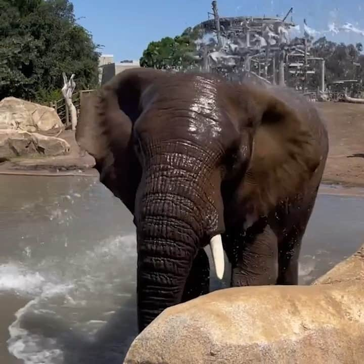 San Diego Zooのインスタグラム：「We don't skinny dip, we trunk-y dunk 💦  #ElephantDay #PachYourTrunks #SanDiegoZoo」