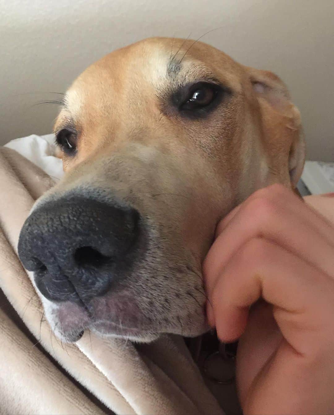 サーシャ・ピーターズのインスタグラム：「I’m devastated to be writing this post. Our sweet girl, Lady, has passed away. She has left a giant hole in our hearts that can never be filled. Just short of 9 years, she’s been with us through it all. Our first house, four states, a baby, snow, rain, countless road trips, and all of life’s ups and downs. We love you, Lady!」