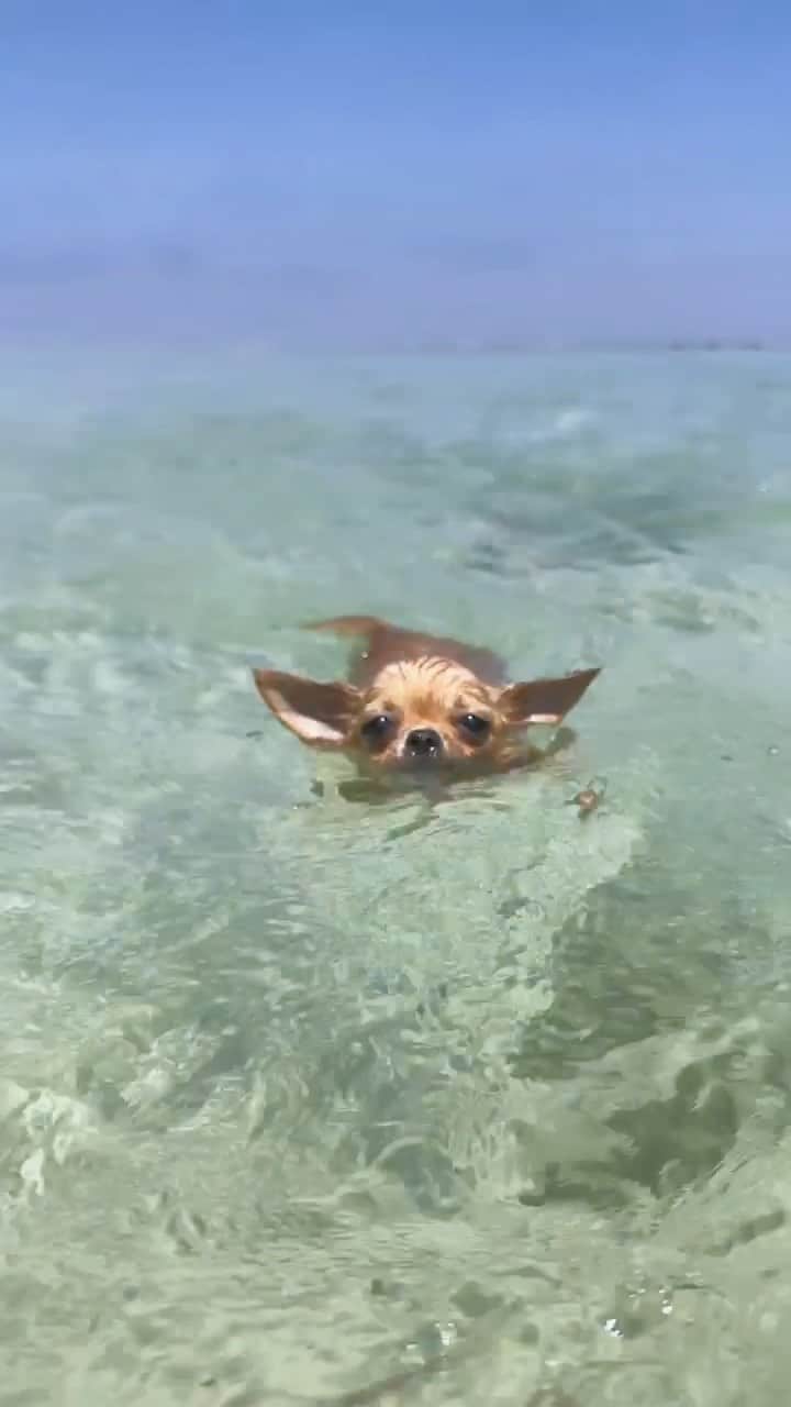 のインスタグラム：「とっても良い天気だったので、子犬達（ユン太とテト）を連れて近所のビーチへ🏖️ 子犬達にとっては初めての海だけど、とても上手に泳いでました🥺❤️ あー可愛い🥹❤️🐶🐶 毎日海に連れて行きたい🥰  #chihuahua #チワワ　#okinawa #沖縄　#beach #summer #diving #freediving #dog」