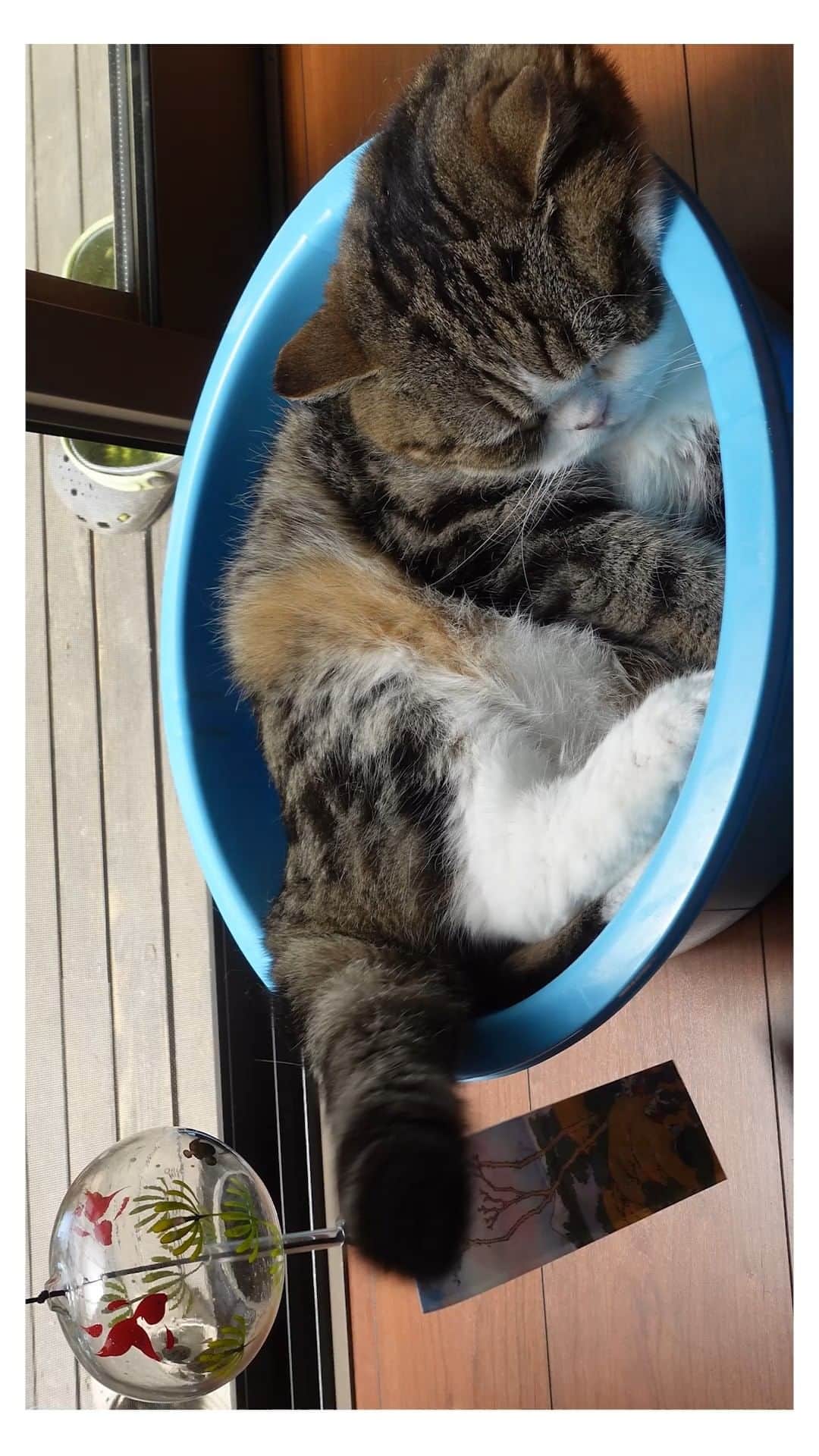 のインスタグラム：「まるさんより、残暑お見舞い申し上げます。 Late-summer greetings from Maru.」