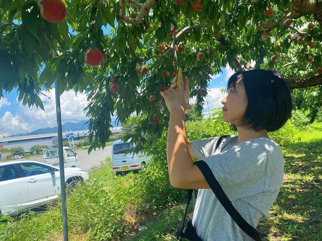 秋吉織栄（宮内かれん）さんのインスタグラム写真 - (秋吉織栄（宮内かれん）Instagram)「鮎ちゃんと桃狩り🍑  ゴルフで出会い⛳️ 今は映画の仕事を一緒に🎬  一つの映画を作るのには 沢山の人が関わって、色々な想いがその作品に集まります。  今回私は今までやった事のない ポジションで奮闘するでしょう！！  もちろん助けてもらいながらですが… 頑張ります🔥🔥🔥  鮎ちゃんは🐟 お酒も好きだし、ゴルフも夏以外はやるそうなので これからはプライベートでも仲良くしてね🥴 ↑直接言えば良いのに笑  #女子旅 #撮影  #農業女子 #農業体験  #山梨の桃 #かたい ♡  #selfie #photooftheday #japan #beautifulflower  #trip #travel #trending」8月13日 6時44分 - orie.oliiiiie.olivia