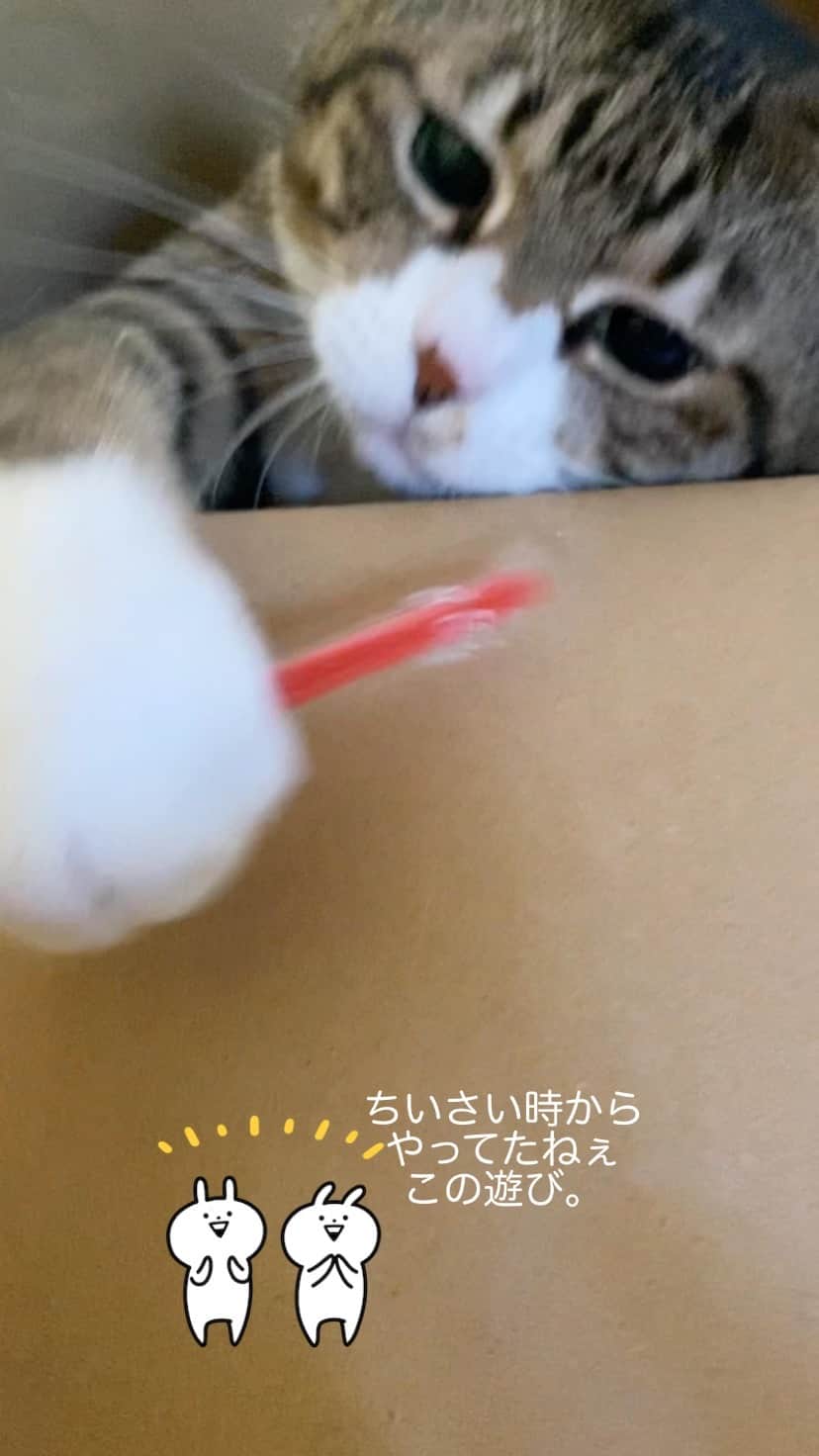 野本かりあのインスタグラム：「#にゃんすたぐらむ #lukarly #catsofinstagram #きじしろ」