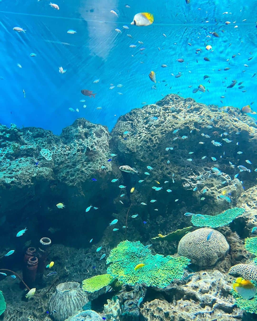 菊地あやかさんのインスタグラム写真 - (菊地あやかInstagram)「. . 大洗水族館🐟🪸🫧🤍  ˗ˏˋ 日本でもトップクラスの大型水族館　ˎˊ˗  こどもたちが大好きなお魚𓂃꙳⋆ よく釣りしに行くから3人揃って この魚は〜あの魚は〜って名前言ってて感心。 沢山お魚がいるから見ててほんと楽しい𓆡 ⋆  でも結局アザラシが1番可愛かったああ！！ 癒された可愛い飼いたい🦭💕( )  #大洗水族館#アクアワールド大洗#茨城県 #水族館#夏休み#お盆#3兄弟#男の子ママ #女の子ママ#年子ママ#8歳#6歳#4歳」8月13日 10時06分 - ayaka_official06