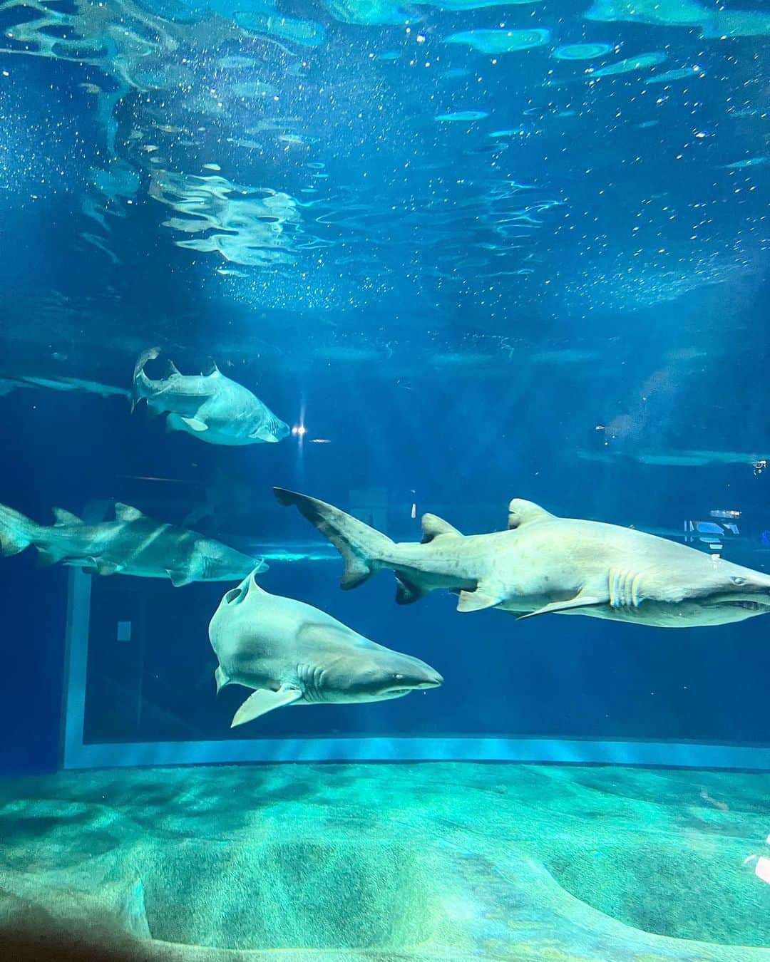 菊地あやかさんのインスタグラム写真 - (菊地あやかInstagram)「. . 大洗水族館🐟🪸🫧🤍  ˗ˏˋ 日本でもトップクラスの大型水族館　ˎˊ˗  こどもたちが大好きなお魚𓂃꙳⋆ よく釣りしに行くから3人揃って この魚は〜あの魚は〜って名前言ってて感心。 沢山お魚がいるから見ててほんと楽しい𓆡 ⋆  でも結局アザラシが1番可愛かったああ！！ 癒された可愛い飼いたい🦭💕( )  #大洗水族館#アクアワールド大洗#茨城県 #水族館#夏休み#お盆#3兄弟#男の子ママ #女の子ママ#年子ママ#8歳#6歳#4歳」8月13日 10時06分 - ayaka_official06