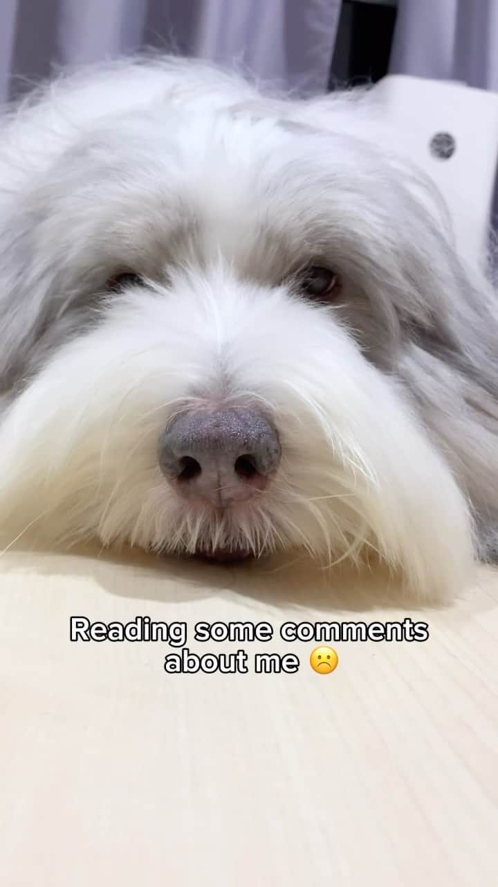 のインスタグラム：「You are beautiful in your own way ❤️ And you are my sweetest and cutest Bear ❤️🐻 • • • #goodboy #sweetdog #cutedog #beautifuldog #weeklyfluff #beardedcollie #ilovemydog」